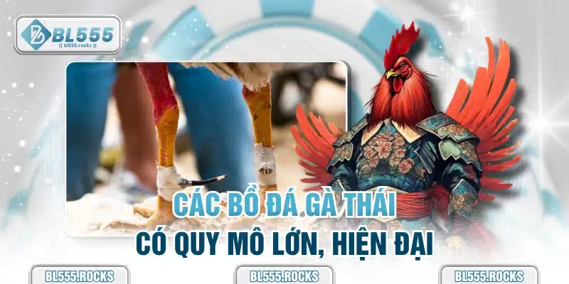 Các bồ đá gà Thái có quy mô lớn, hiện đại